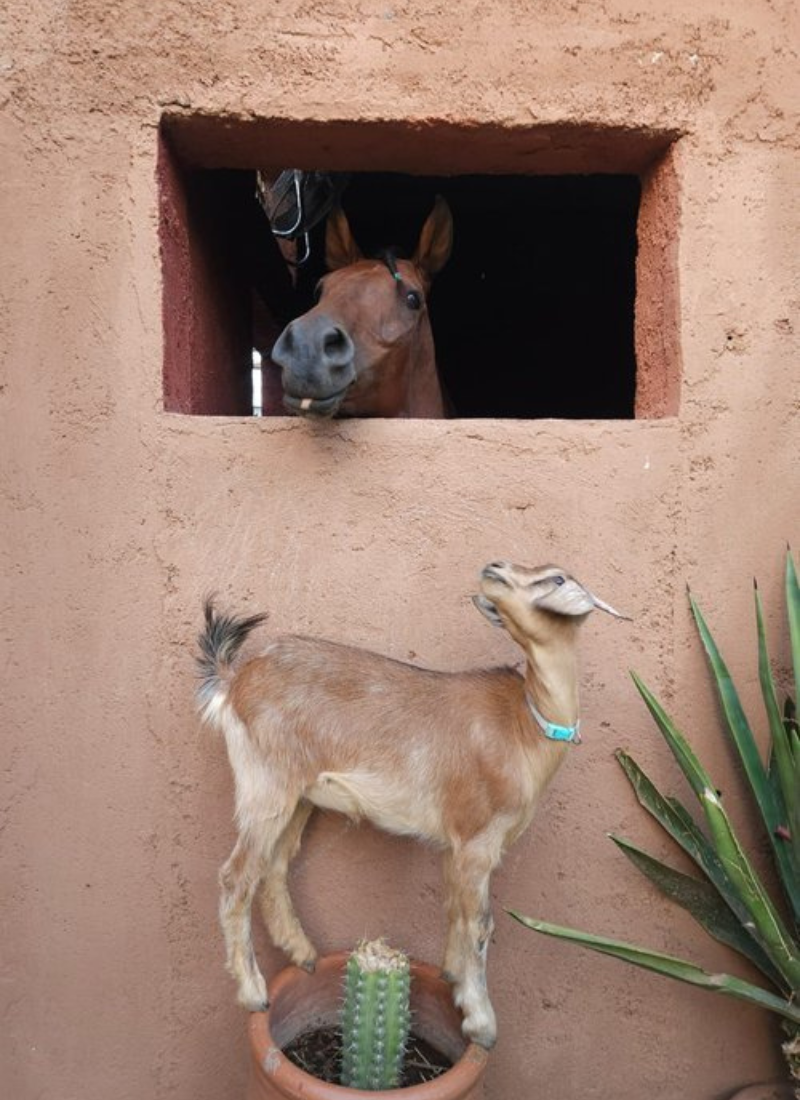 yoga adventure retreat morocco 1